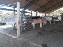 Gado no curral