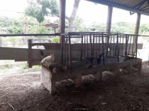 Galinhas
