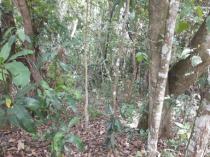 Mata nativa